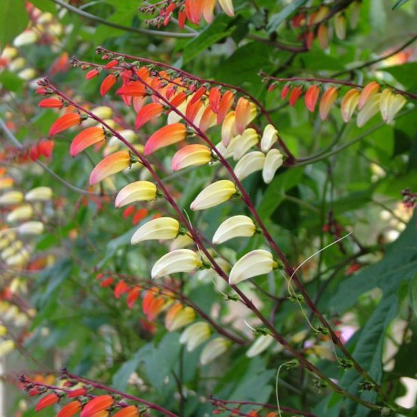 Spansk Flag <br>'Exotic Love'<br><i>Ipomoea lobata </i>