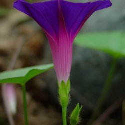 Pragtsnerle <br>'Grandpa Ott' <br><i>Ipomoea purpurea </i>