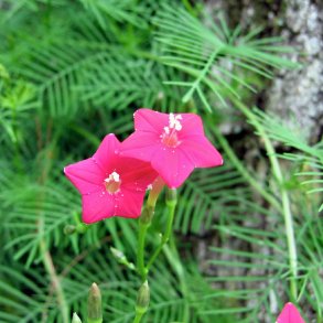 Snerle, Fjer- <br>'Feather Rose' <br><i>Ipomoea quamoclit</i>