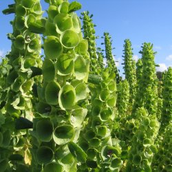 Irlandsklokke <br><i>Moluccella laevis</i><br><br>