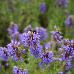 Isop, �gte <br>�Blue� <br><i>Hyssopus officinalis</i>