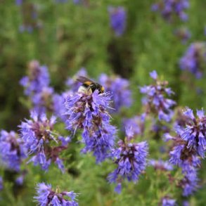 Isop, �gte <br>�Blue� <br><i>Hyssopus officinalis</i>