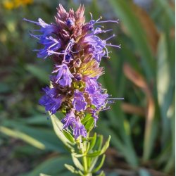 Isop, �gte <br>�Blue� <br><i>Hyssopus officinalis</i>