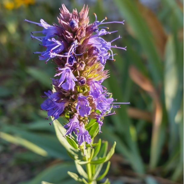 Isop, �gte <br>�Blue� <br><i>Hyssopus officinalis</i>