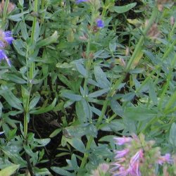 Isop, �gte <br>�Blue� <br><i>Hyssopus officinalis</i>