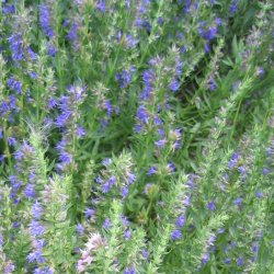 Isop, �gte <br>�Blue� <br><i>Hyssopus officinalis</i>
