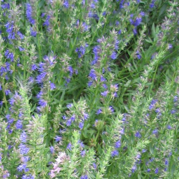 Isop, �gte <br>�Blue� <br><i>Hyssopus officinalis</i>