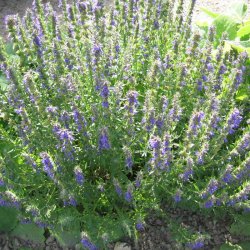 Isop, �gte <br>�Blue� <br><i>Hyssopus officinalis</i>