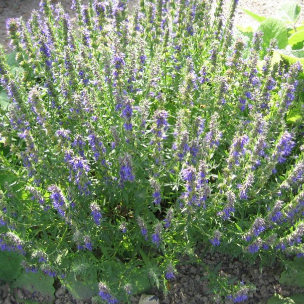 Isop, �gte <br>�Blue� <br><i>Hyssopus officinalis</i>