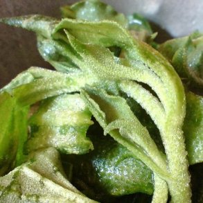 Isplante, ismiddagsblomst <br><i>Mesembryanthemum crystallinum</i>