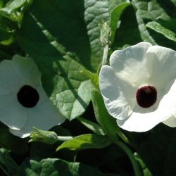 Susanne med <br>det sorte je <br>'White-Black Eye' <br><i>Thunbergia alata</i>