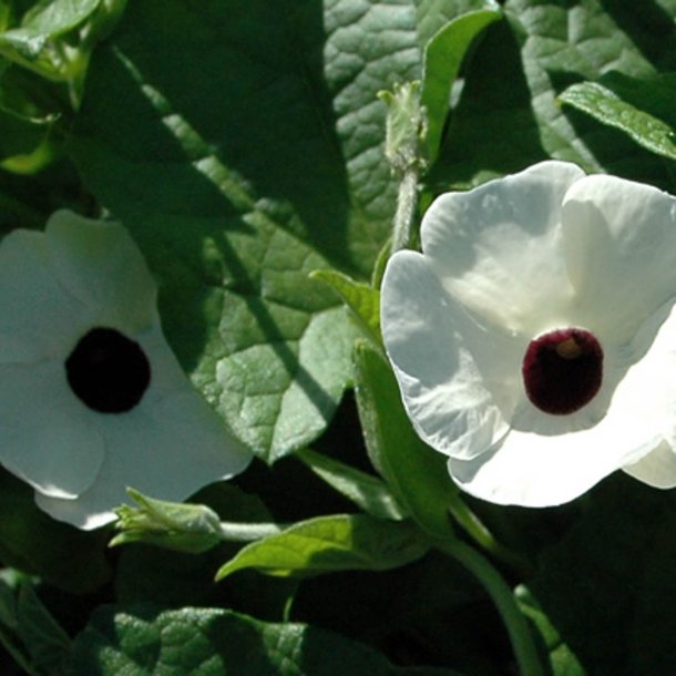 Susanne med <br>det sorte je <br>'White-Black Eye' <br><i>Thunbergia alata</i>