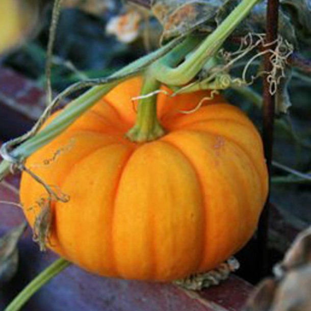 Grskar <br>'Jack Be Little' <br><i>Cucurbita pepo</i>