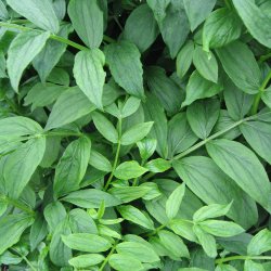 Jakobsstige <br>'Blue Pearl' <br><i>Polemonium caeruleum</i>