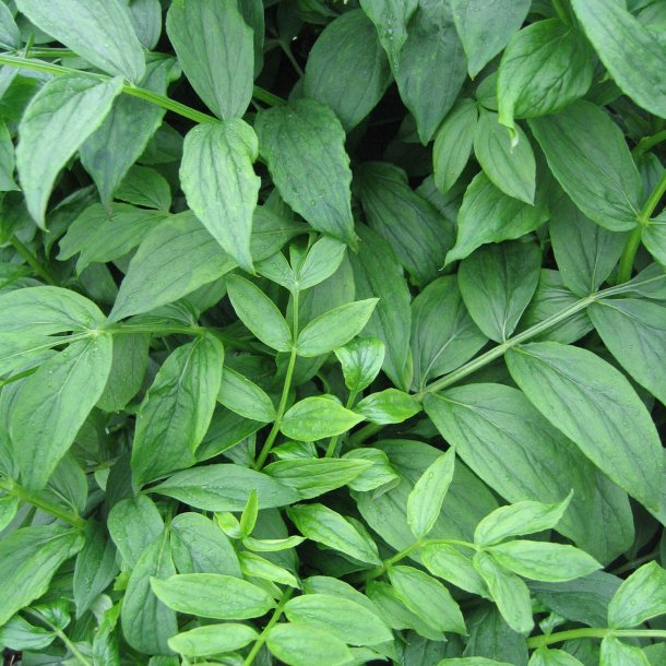 Jakobsstige <br>'Blue Pearl' <br><i>Polemonium caeruleum</i>