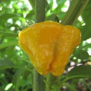 Chili<br>'Scotch Bonnet Jamaican Yellow'<br><i>Capsicum chinense</i>