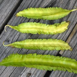 Goabnne, stjernebnne <br><i>Psophocarpus tetragonolobus</i>