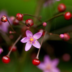 Jewels of Opar <br><i>Talinum paniculatum</i><br><br>