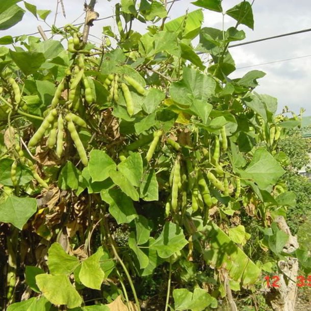 Jicama, <br>Mexikansk yamsbnne <br><i> Pachyrhizus erosus</i>