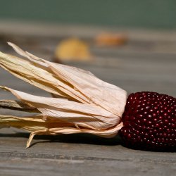 Majs, <br>Jordbr- <br><i>Zea mays var. gracillima</i>