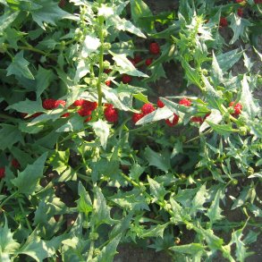 Jordbrspinat <br><i>Chenopodium capitatum</i><br><br>