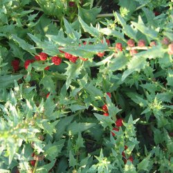 Jordbrspinat <br><i>Chenopodium capitatum</i><br><br>