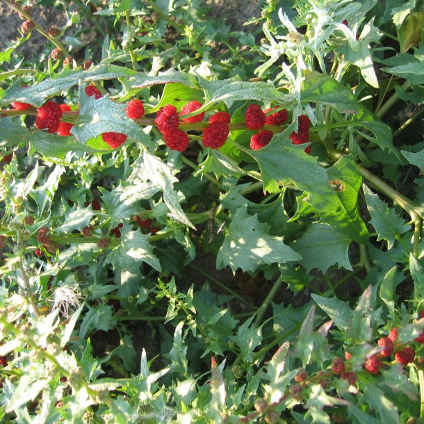 Jordbrspinat <br><i>Chenopodium capitatum</i><br><br>