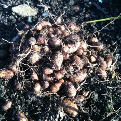 Jordmandel <br><i>Cyperus esculentus</i><br><br>