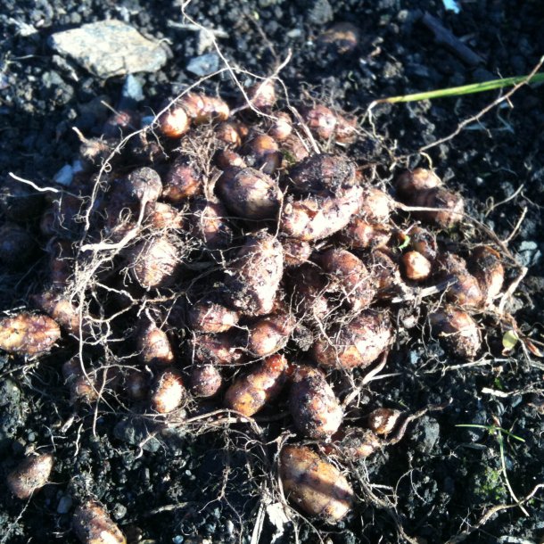 Jordmandel <br><i>Cyperus esculentus</i><br><br>