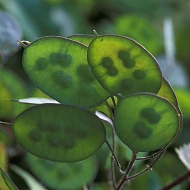 Judaspenge, <br>lyslilla <br><i>Lunaria annua</i>