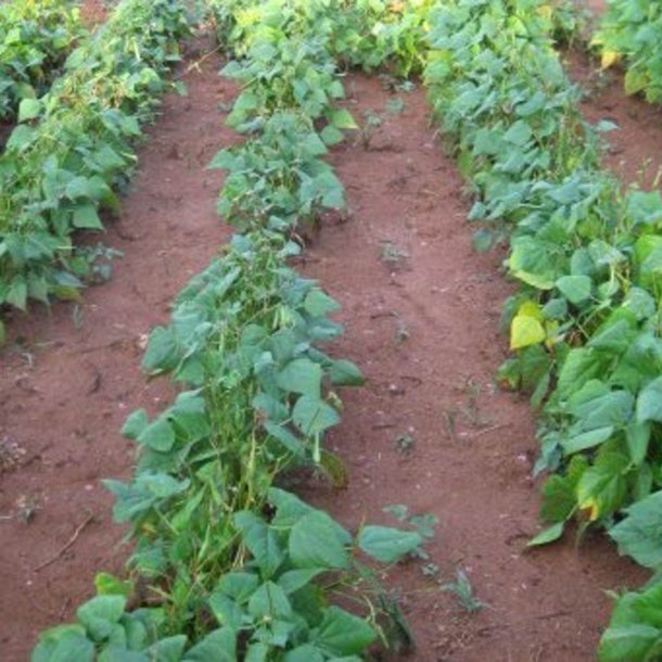 Bnne <br>'Black Turtle'<br><i>Phaseolus vulgaris</i>