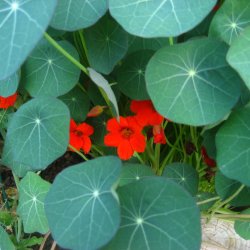 Tallerkensm�kker<br>�Empress of India�<br><i>Tropaeolum majus</i>