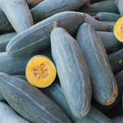 Grskar <br>'Guatemalan Blue Banana' <br><i>Cucurbita maxima</i>