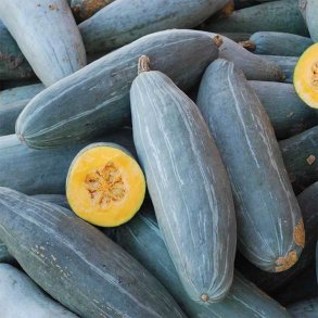 Grskar <br>'Guatemalan Blue Banana' <br><i>Cucurbita maxima</i>