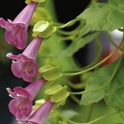 Asarina, Klatre- <br>'Mystic Rose' <br><i>Asarina scandens/ Lophospermum s./Maurandya s.</i>