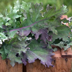 Kl 'Red Russian' <br><i>Brassica oleracea acephala</i>