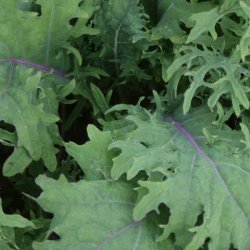 Kl 'Red Russian' <br><i>Brassica oleracea acephala</i>