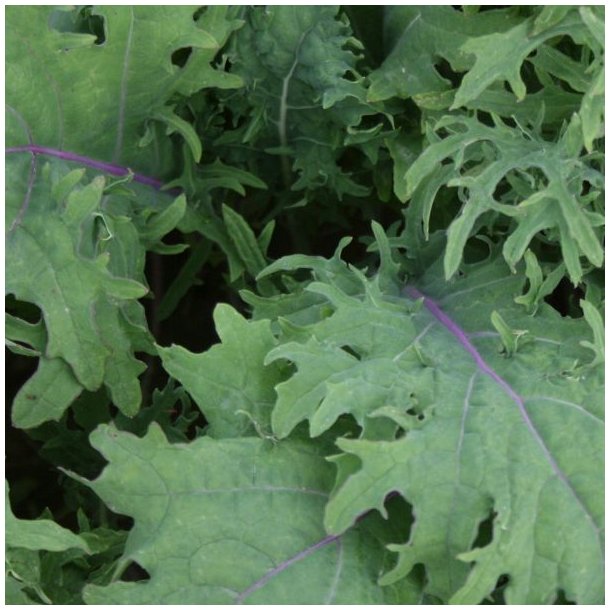 Kl 'Red Russian' <br><i>Brassica oleracea acephala</i>