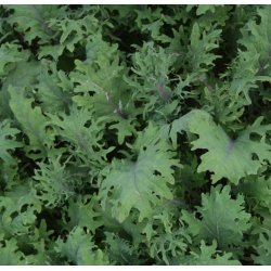 Kl 'Red Russian' <br><i>Brassica oleracea acephala</i>
