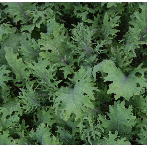 Kl 'Red Russian' <br><i>Brassica oleracea acephala</i>