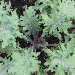Kl 'Red Russian' <br><i>Brassica oleracea acephala</i>