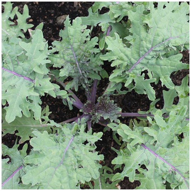 Kl 'Red Russian' <br><i>Brassica oleracea acephala</i>