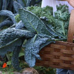 Klgrd <br>'Mix'<br><br>