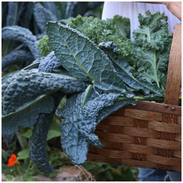 Klgrd <br>'Mix'<br><br>