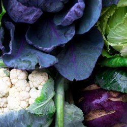 Klgrd <br>'Mix'<br><br>