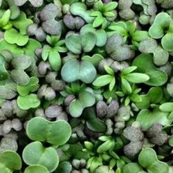 Klgrd <br>'Mix'<br><br>