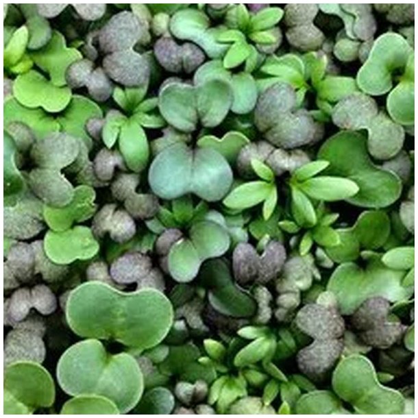 Klgrd <br>'Mix'<br><br>