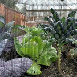 Klgrd <br>'Mix'<br><br>