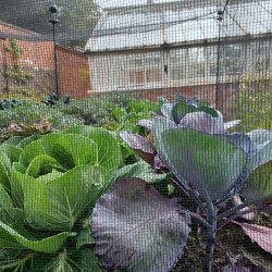 Klgrd <br>'Mix'<br><br>