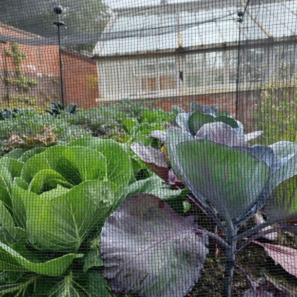 Klgrd <br>'Mix'<br><br>